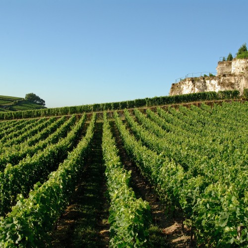 Viñedo