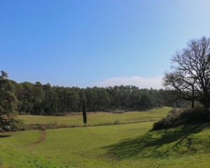 Visueel
