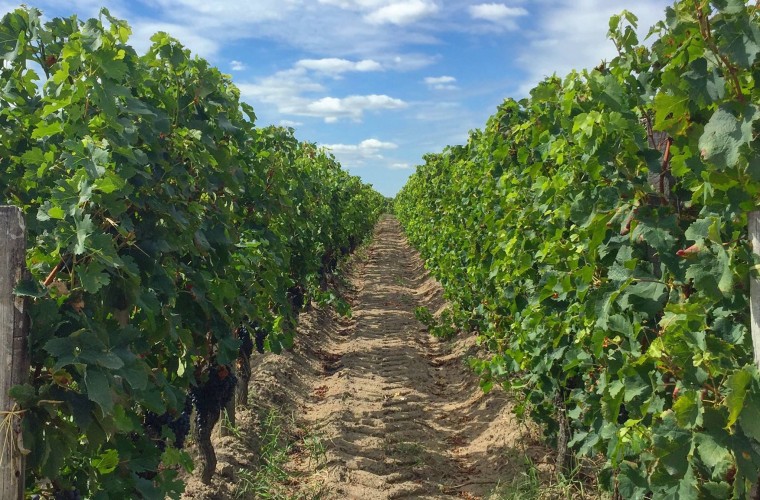 Der erste Weinberg, der in die Liste der UNESCO aufgenommen wurde