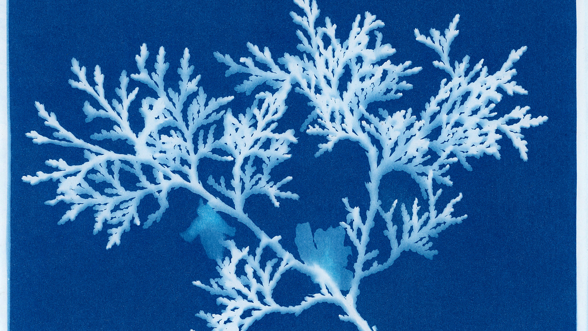 Atelier cyanotype