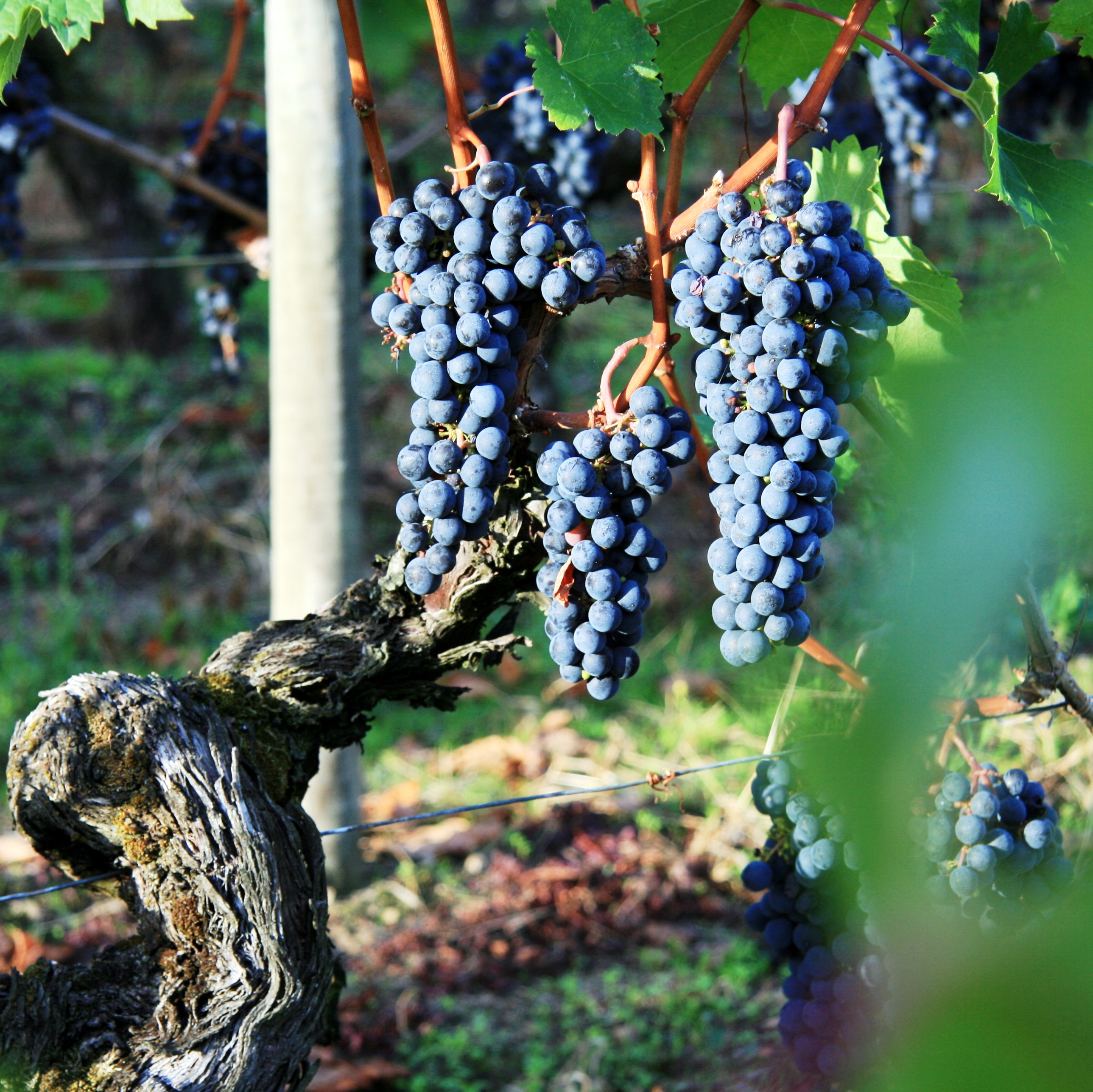 Château Milon - Famille Bouyer