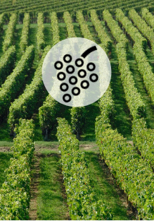 Vineyard map