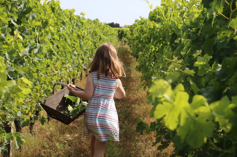 Wine & vineyard experiences