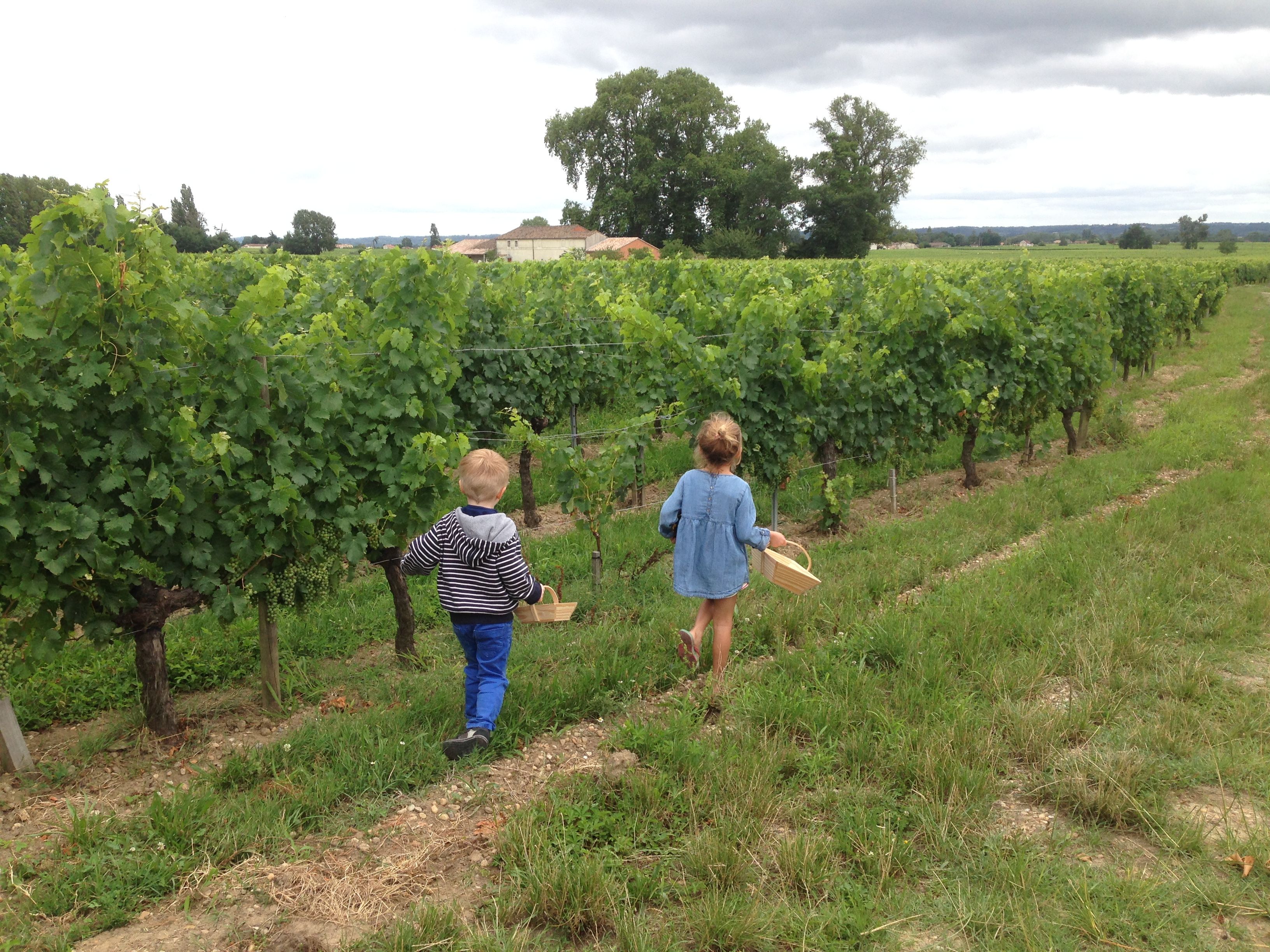 The Apprentice Winemakers Workshop