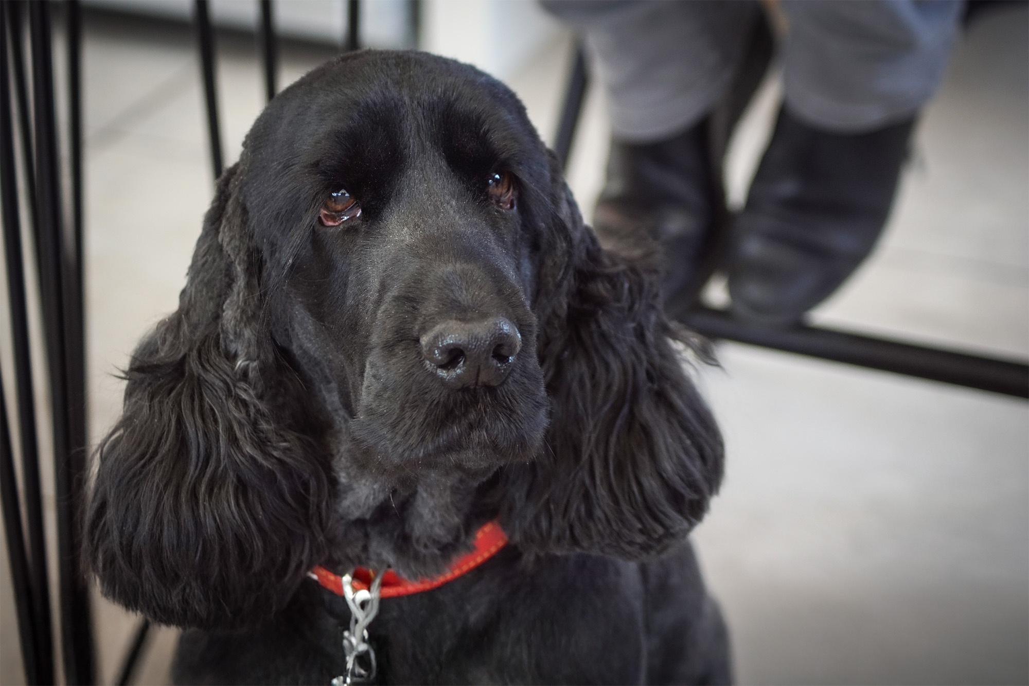 Château Palais Cardinal