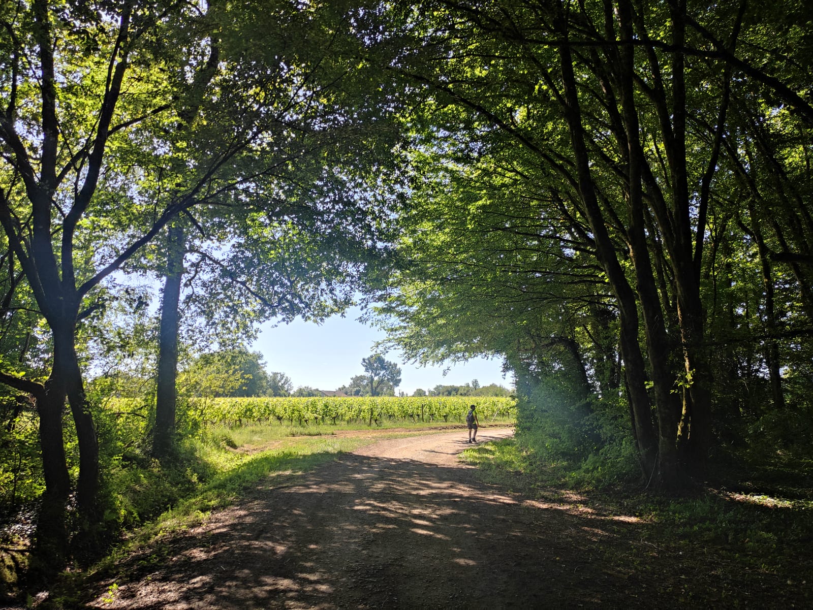 De Ronde van Wijngaarden in Fronsadais