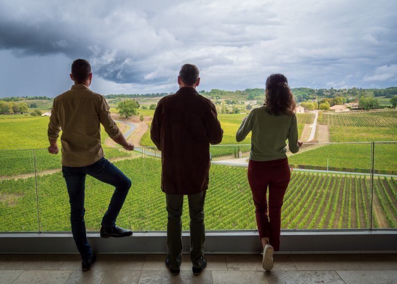 Vineyard - At sunrise or sunset