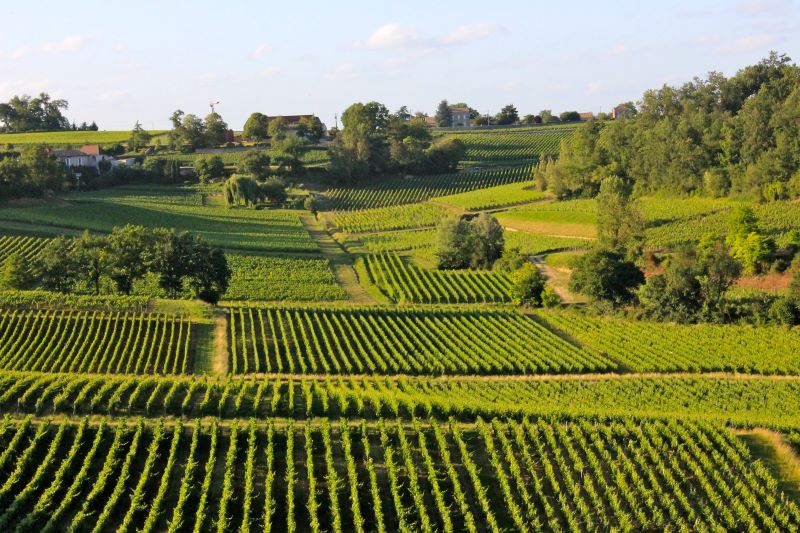 Pomerol - Saint Emilion - Fronsac